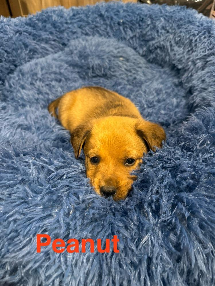 Peanut, Adoptable, Puppy Male Shepherd.