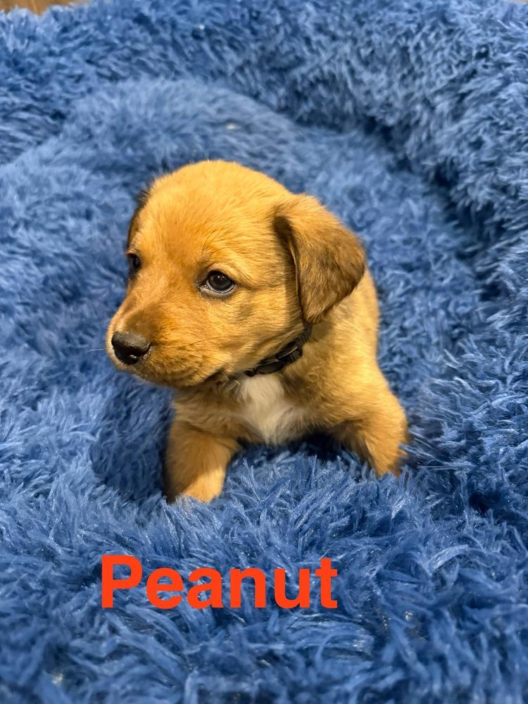 Enlarge Peanut, a Adoptable mixed breed in Aurora, CO image 2/3