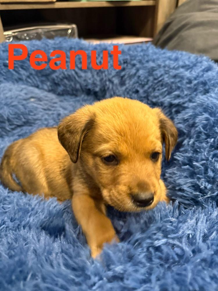 Enlarge Peanut, a Adoptable mixed breed in Aurora, CO image 3/3