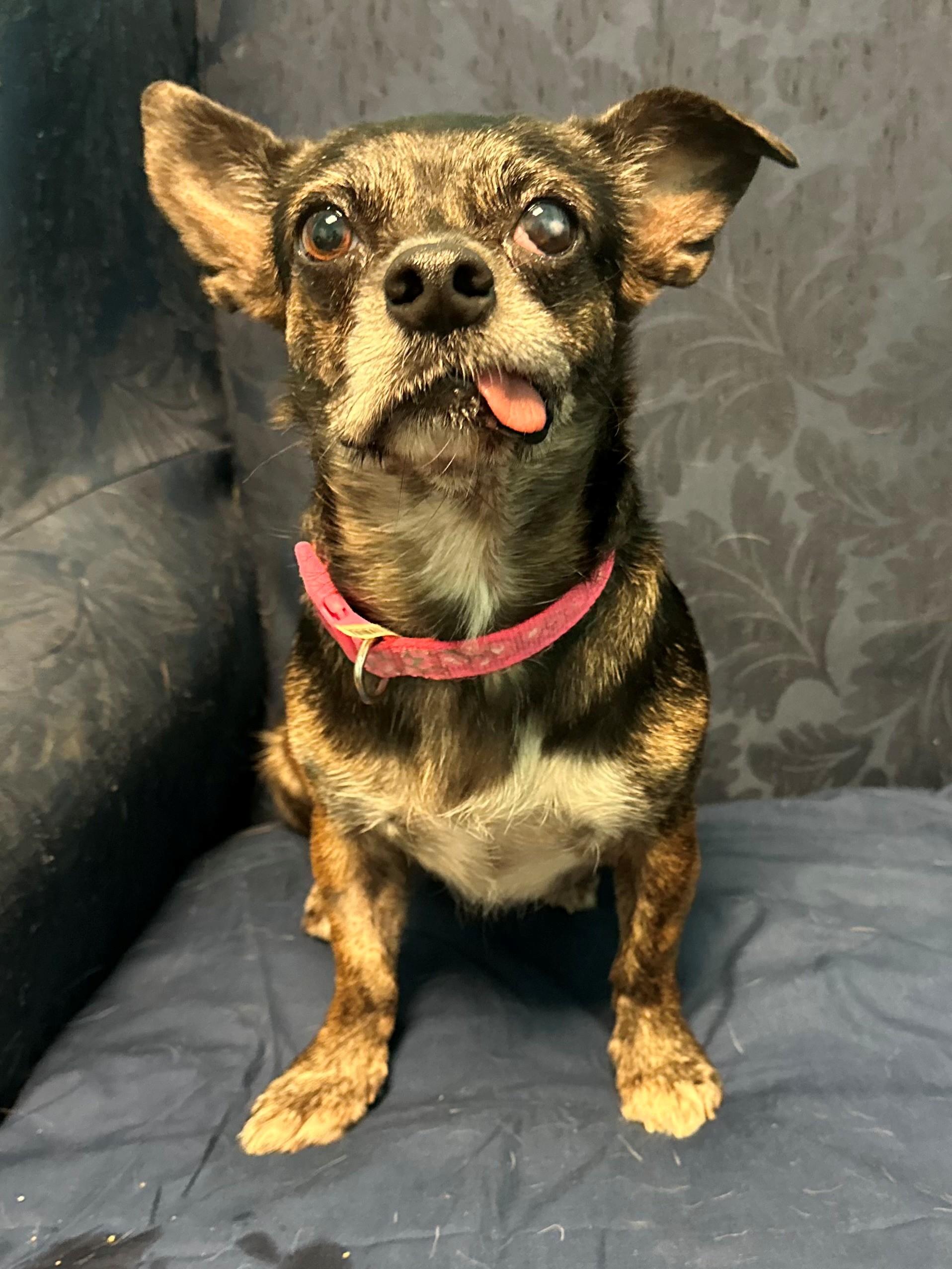 Enlarge Sherry, a ADOPTABLE mixed breed in Walker, LA image 2/3