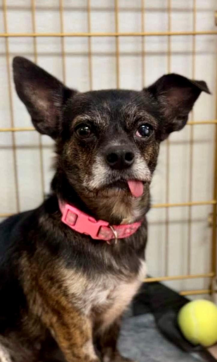 Sherry, ADOPTABLE, Adult Female Chihuahua.