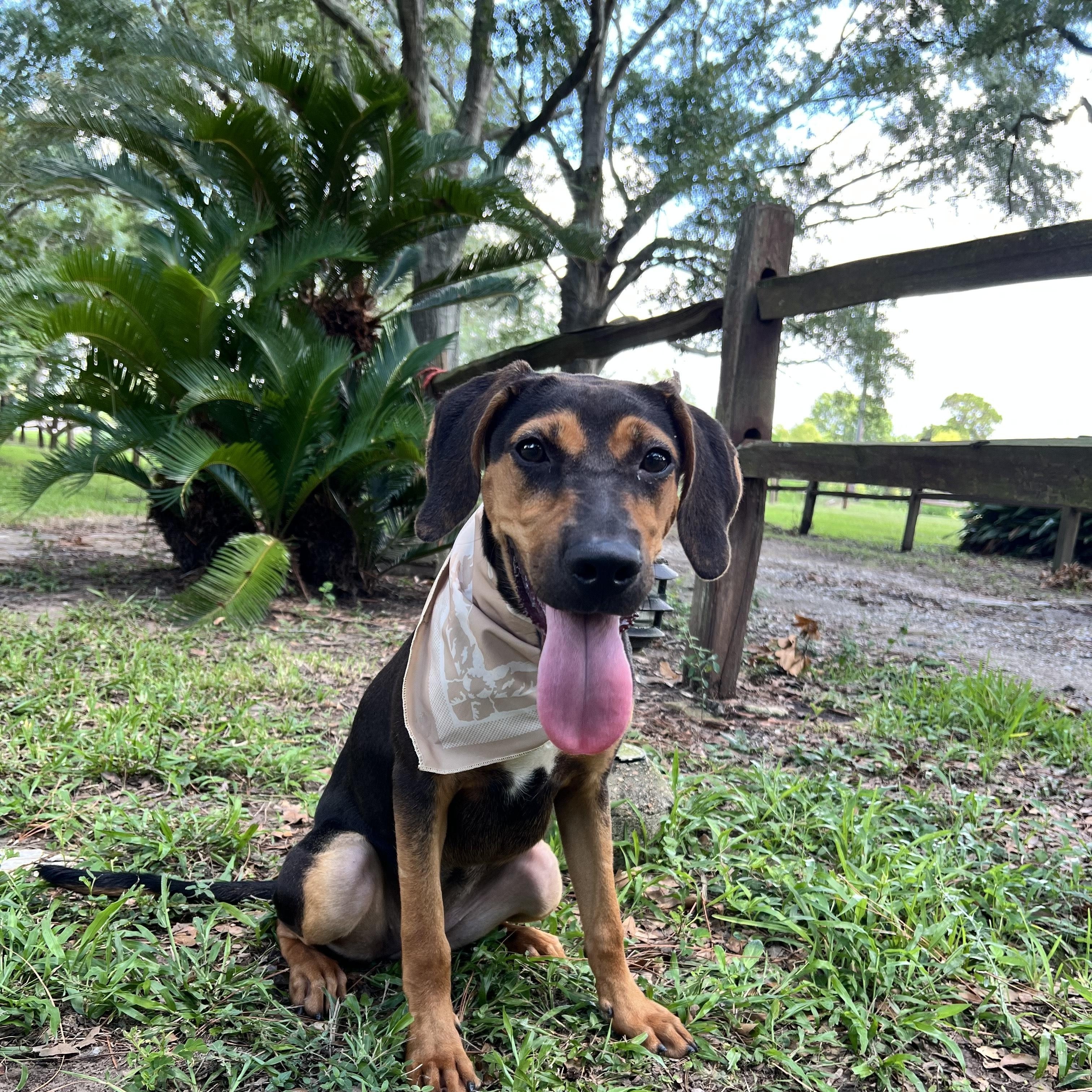 Honey, Adoptable, Young Female Hound & Shepherd.
