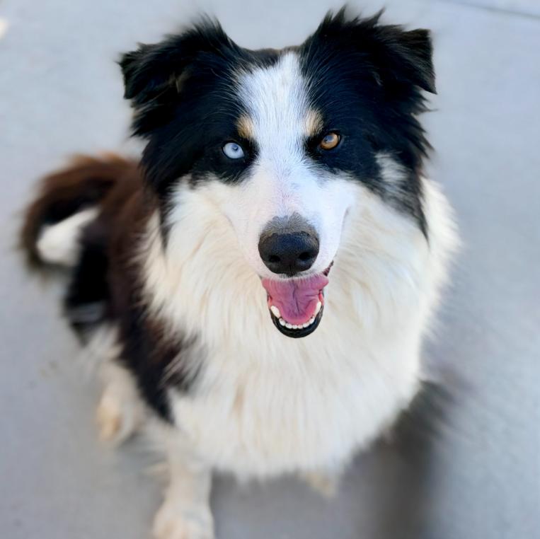 Luna, ADOPTABLE, Adult Female Border Collie.