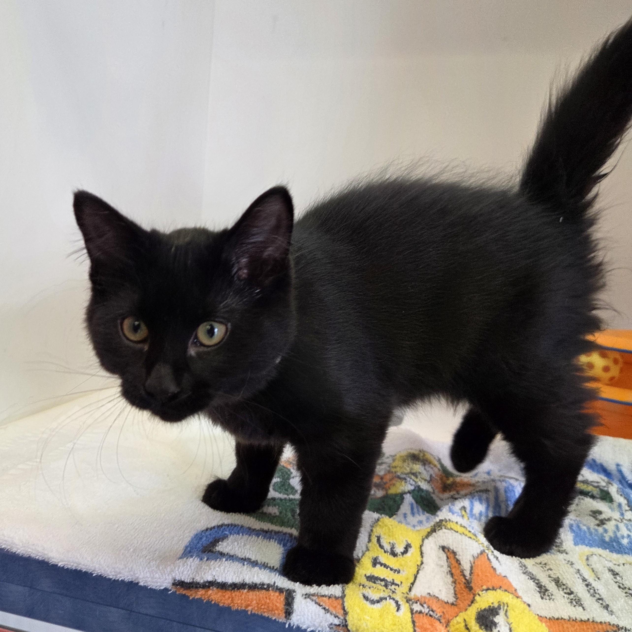 Obsidian, Adoptable, Kitten Female Domestic Long Hair.