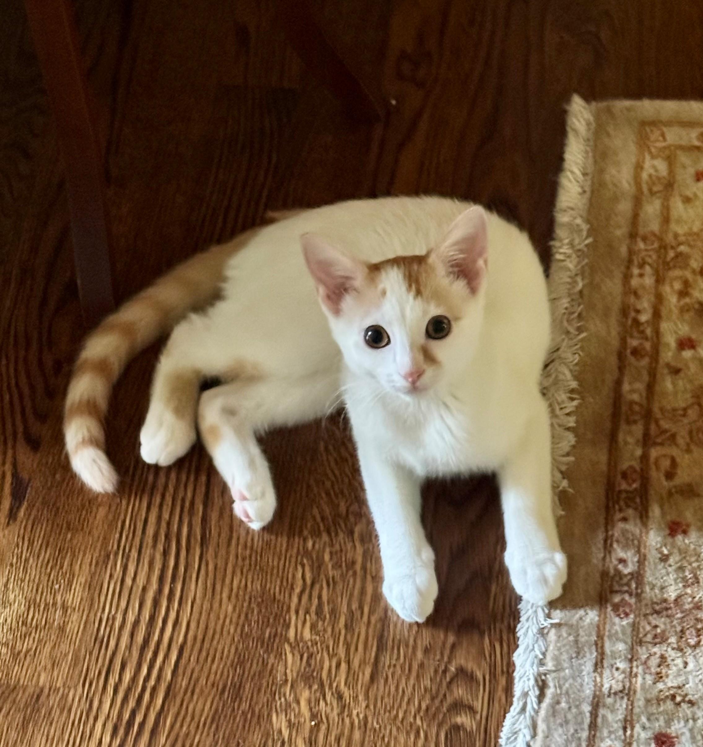 Archie