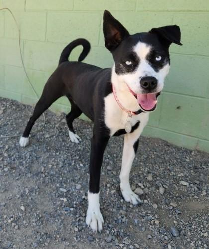 Sassy, an adoptable Husky, Boston Terrier in Butte, MT, 59701 | Photo Image 1