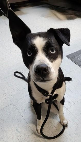 Sassy, an adoptable Husky, Boston Terrier in Butte, MT, 59701 | Photo Image 2