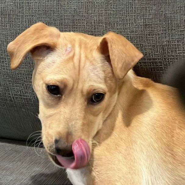 Linda