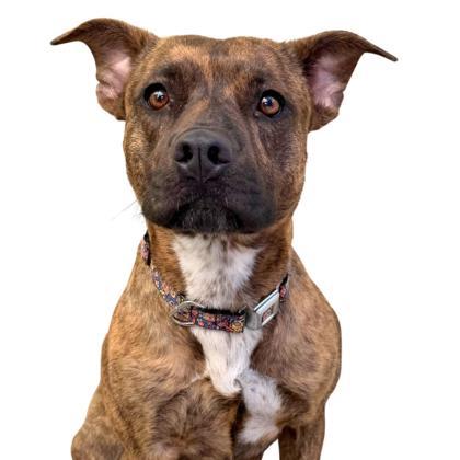 Enlarge Jessie, a Adoptable mixed breed in Reno, NV image 1/1