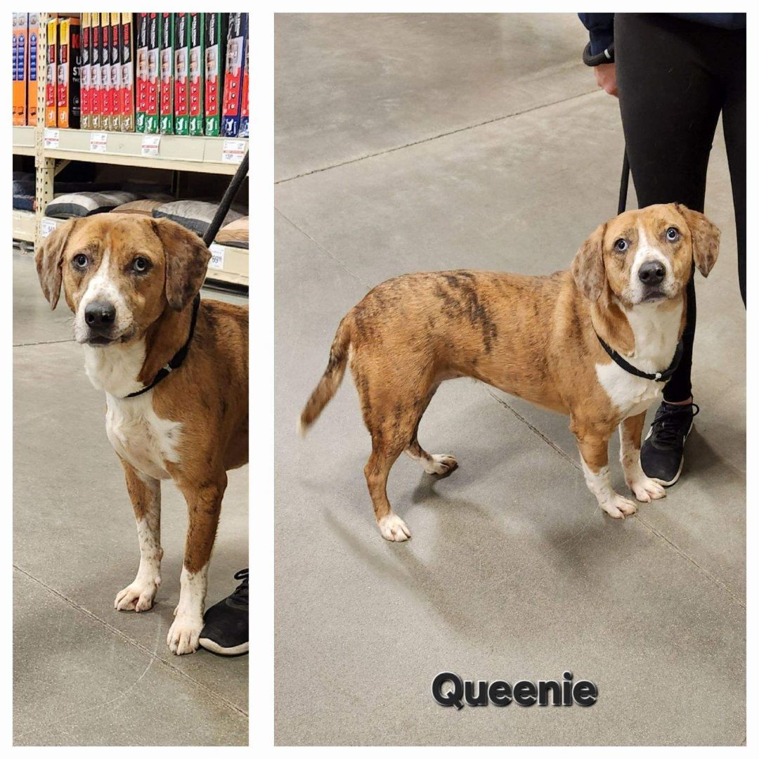 Dog for adoption Queenie, a Beagle Mix in Zimmerman, MN Petfinder