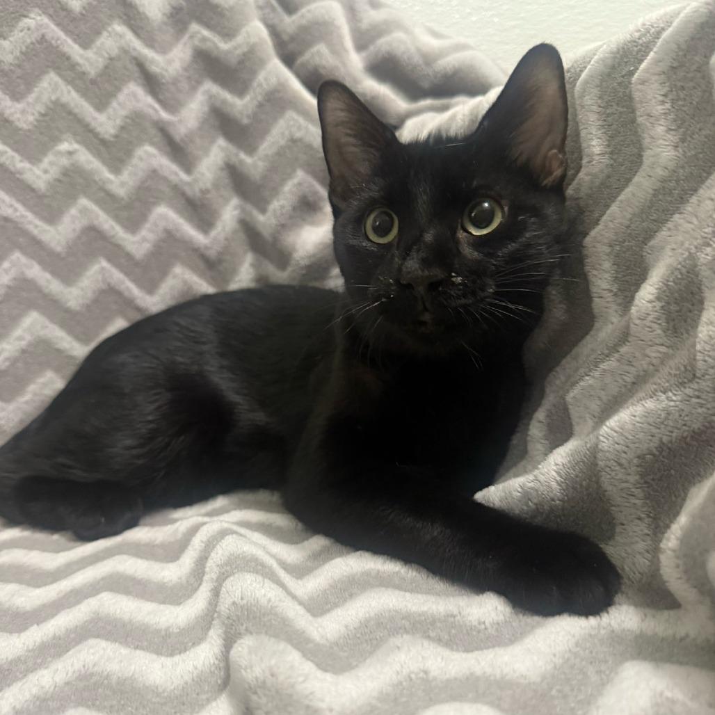 Enlarge Mewtwo, a Adoptable Domestic Short Hair in Brea, CA image 1/1