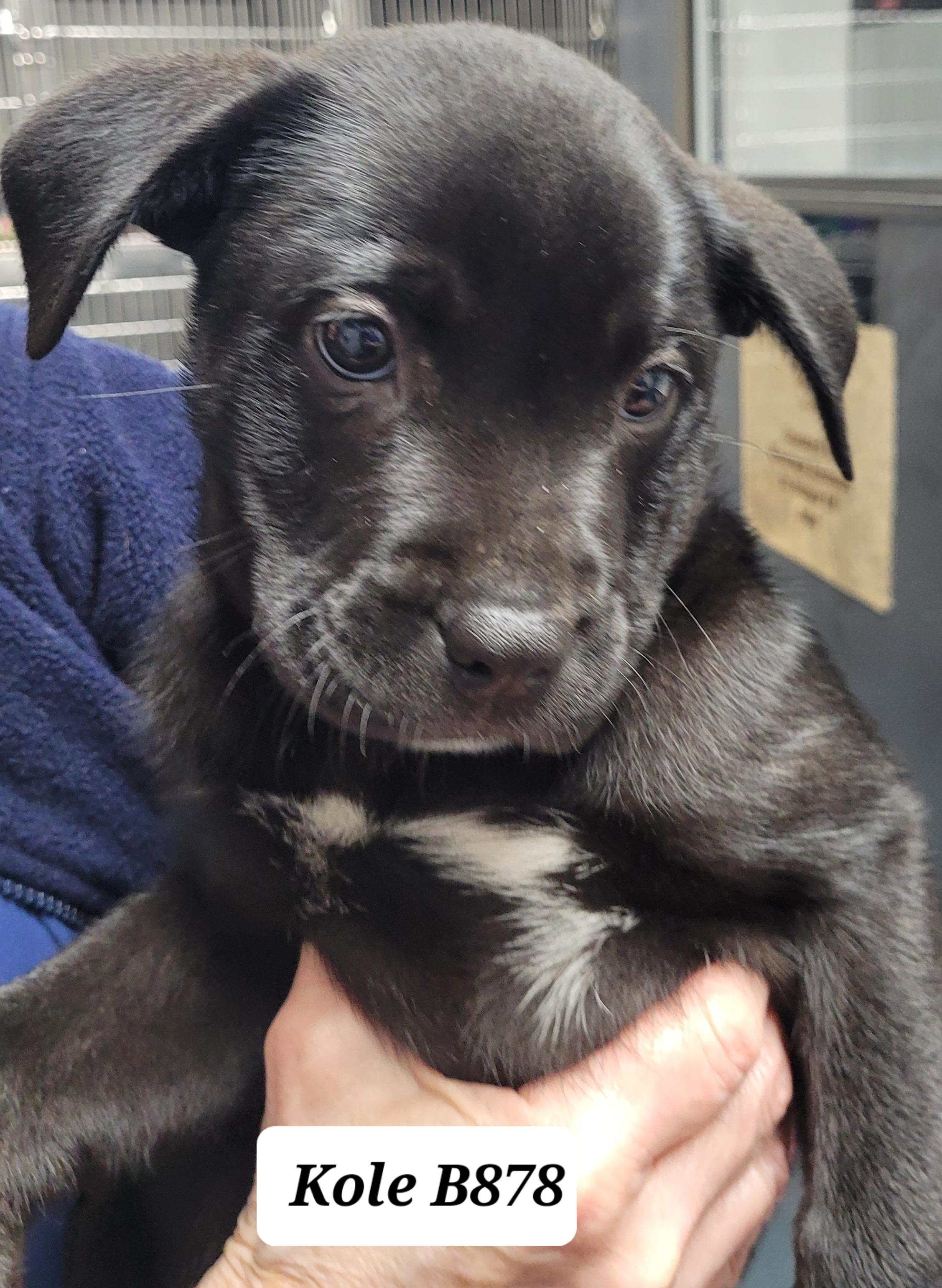 Kole, ADOPTABLE, Puppy Male Labrador Retriever.