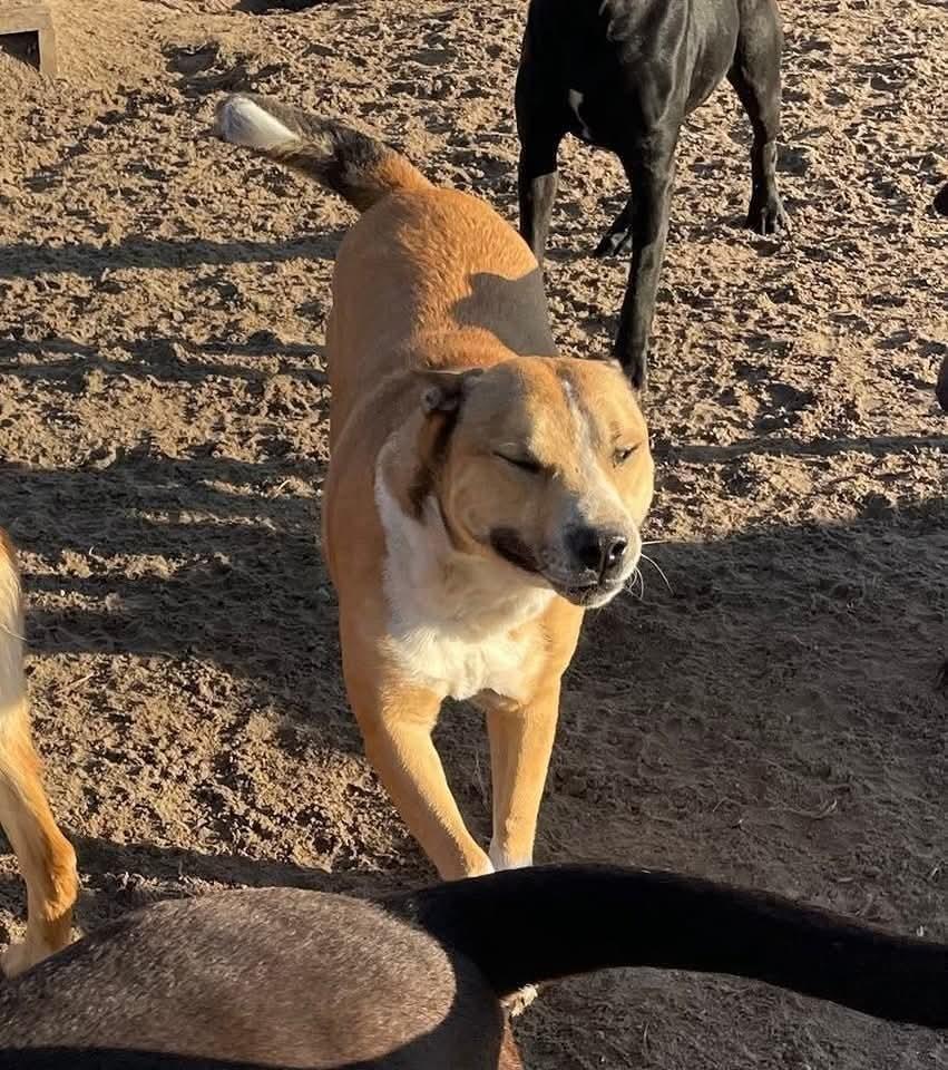 Enlarge Wheels, a Adoptable mixed breed in Marianna, FL image 1/1