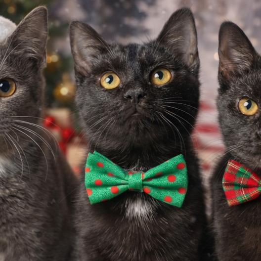 Fishstick, Adoptable, Young Male Domestic Short Hair.