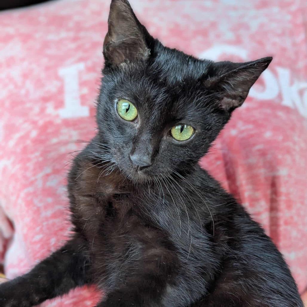 Fishstick thumbnail 3