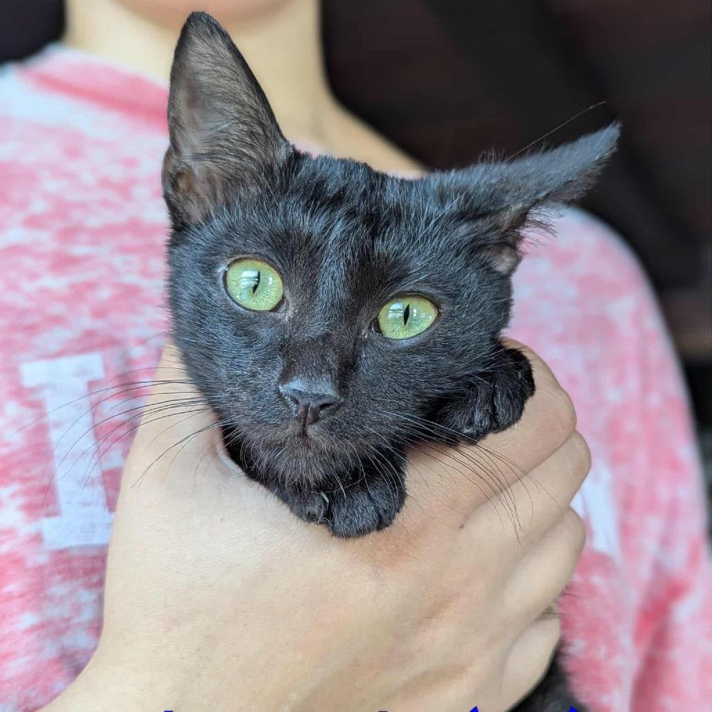 Fishstick thumbnail 4