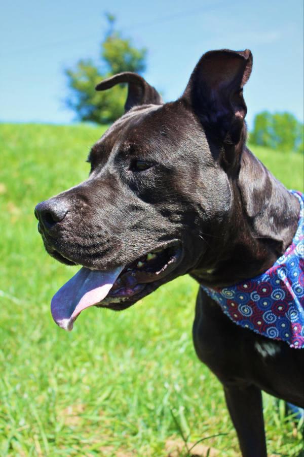 Enlarge Enzo, a Adoptable mixed breed in Indiana, PA image 1/4