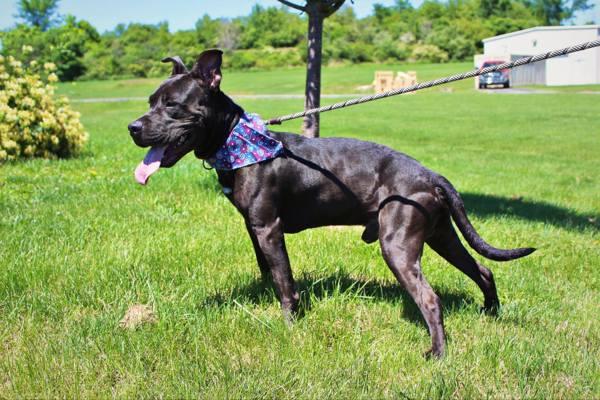 Enlarge Enzo, a Adoptable mixed breed in Indiana, PA image 2/4