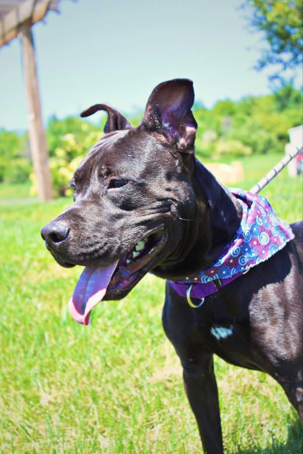 Enlarge Enzo, a Adoptable mixed breed in Indiana, PA image 3/4