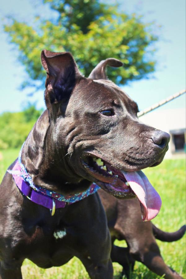 Enlarge Enzo, a Adoptable mixed breed in Indiana, PA image 4/4