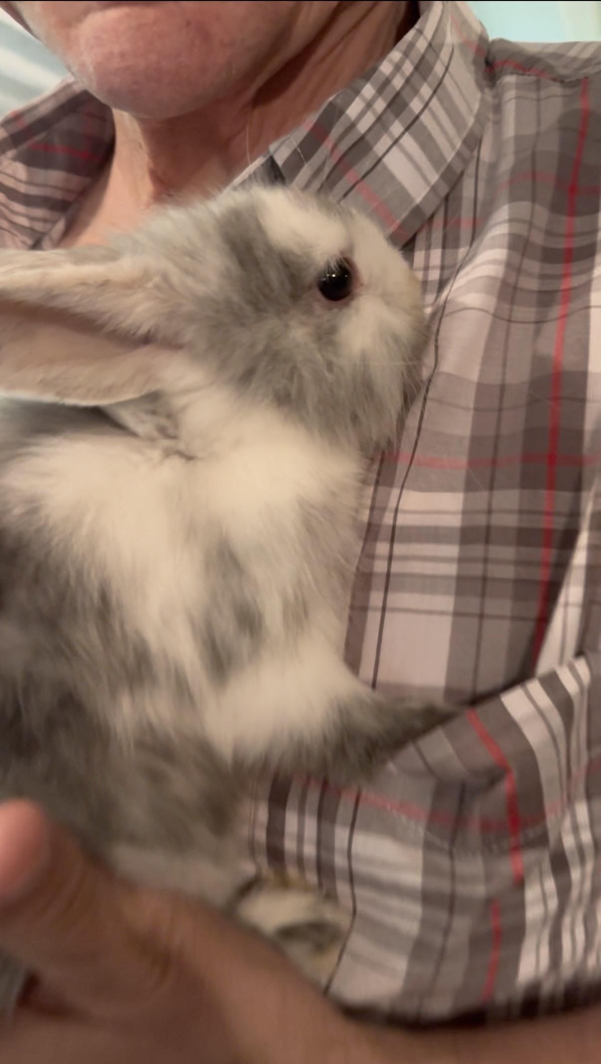 Star, adopted, Baby Female Lionhead.