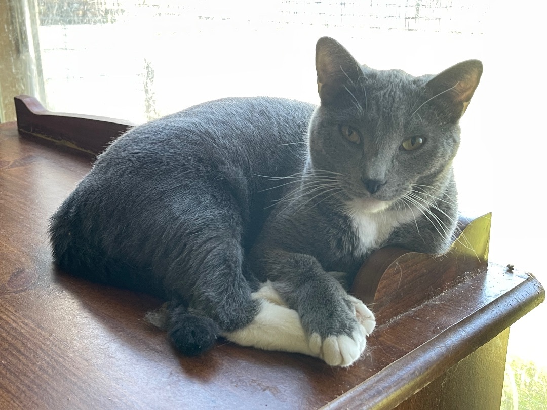 Dagger, Adoptable, Young Female Domestic Short Hair.