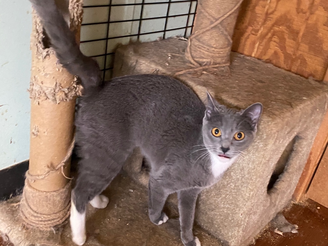 Enlarge Dagger, a Adoptable mixed breed in Henrietta, TX image 3/4