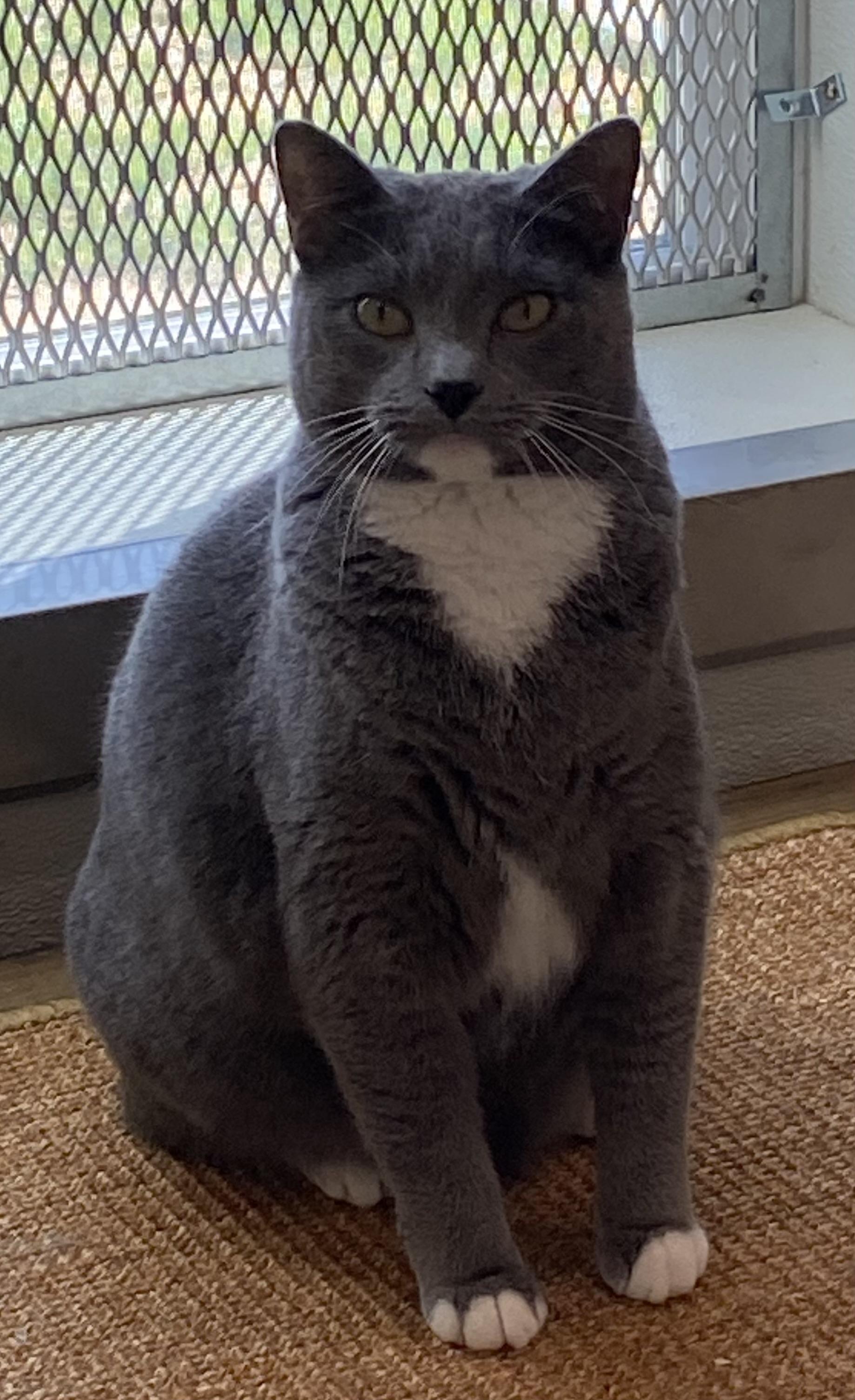 Enlarge Dagger, a Adoptable mixed breed in Henrietta, TX image 1/4