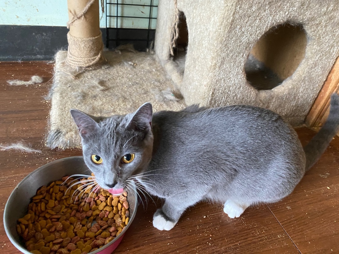 Enlarge Dagger, a Adoptable mixed breed in Henrietta, TX image 4/4