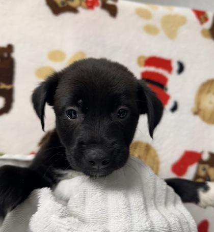 Heat Miser, Adoptable, Puppy Female Mixed Breed & Mixed Breed.