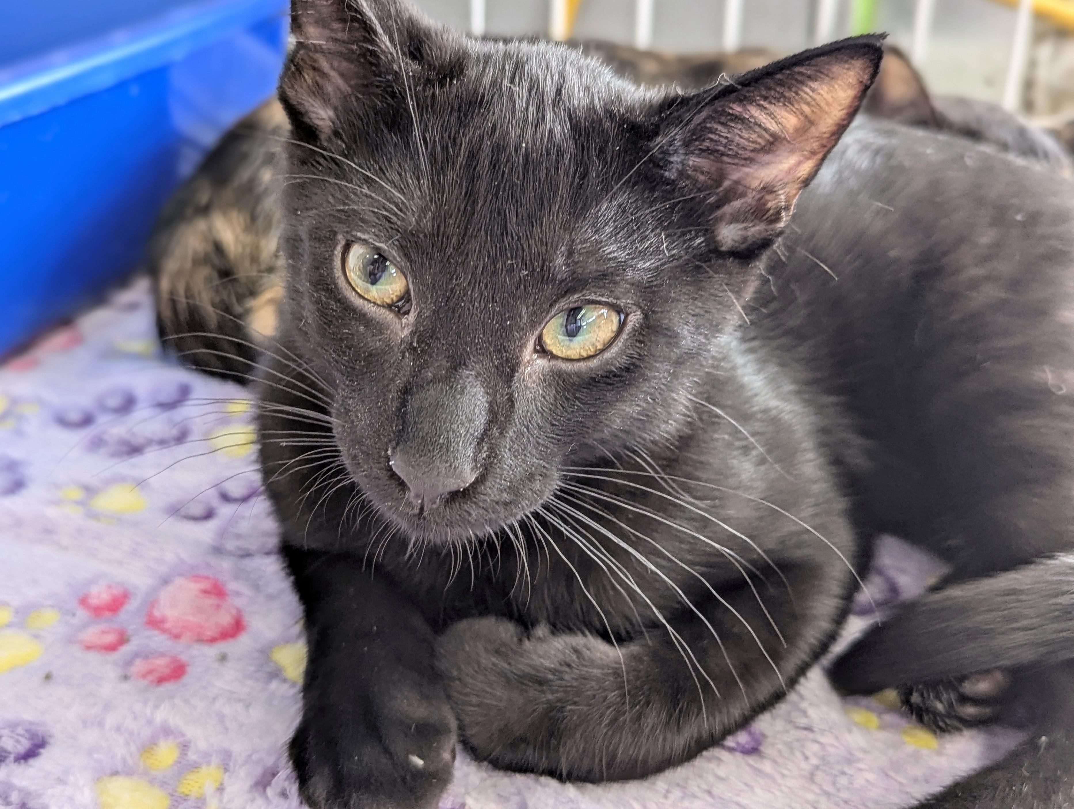 Derek, a Adoptable Domestic Short Hair in Johnsburg, IL image 3/3