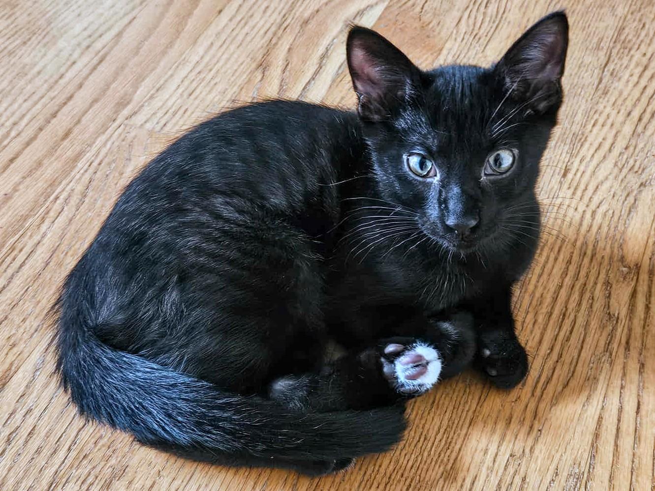 Derek, a Adoptable Domestic Short Hair in Johnsburg, IL image 2/3