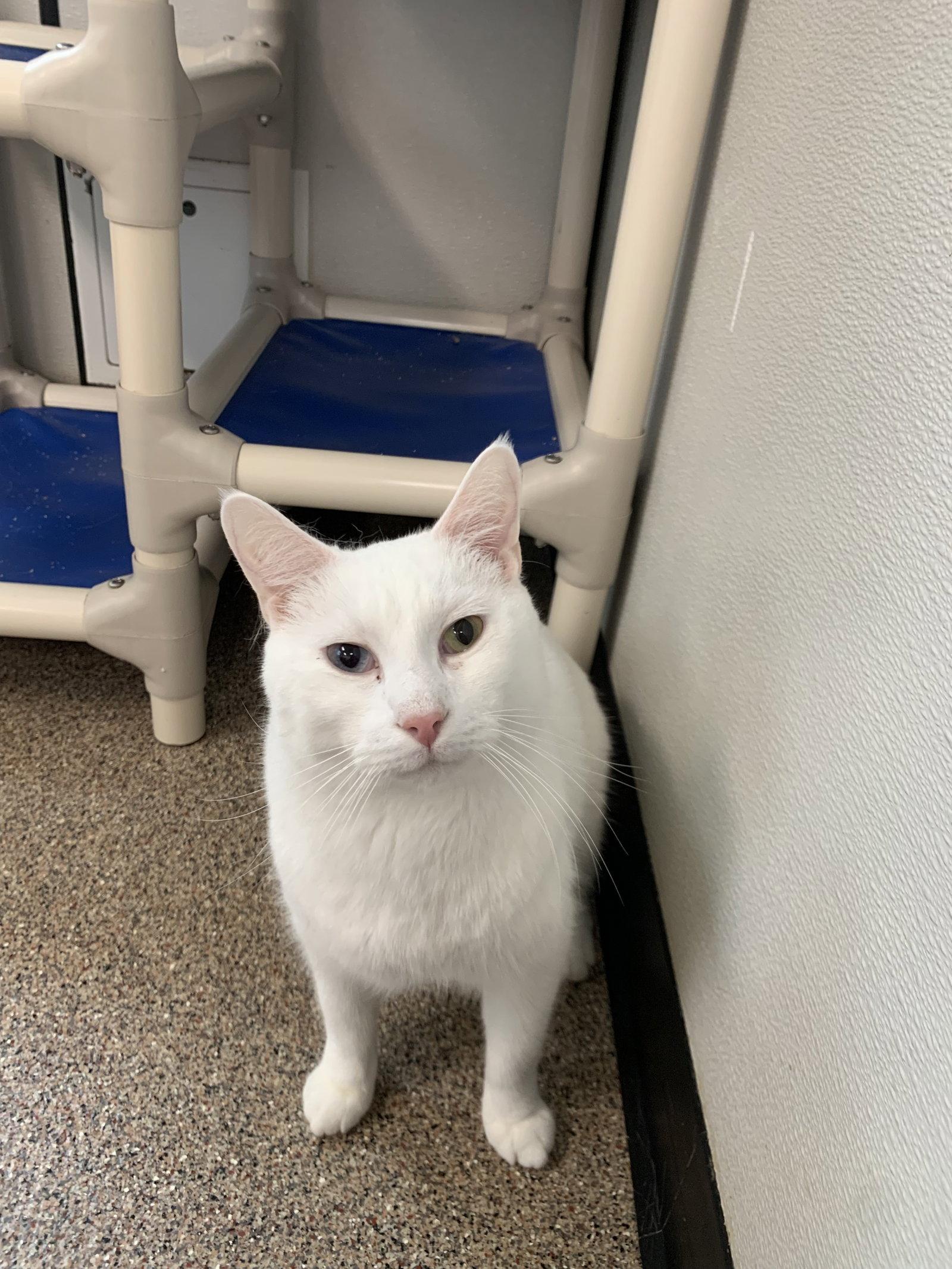 Spot, Adoptable, Adult Male Domestic Short Hair.