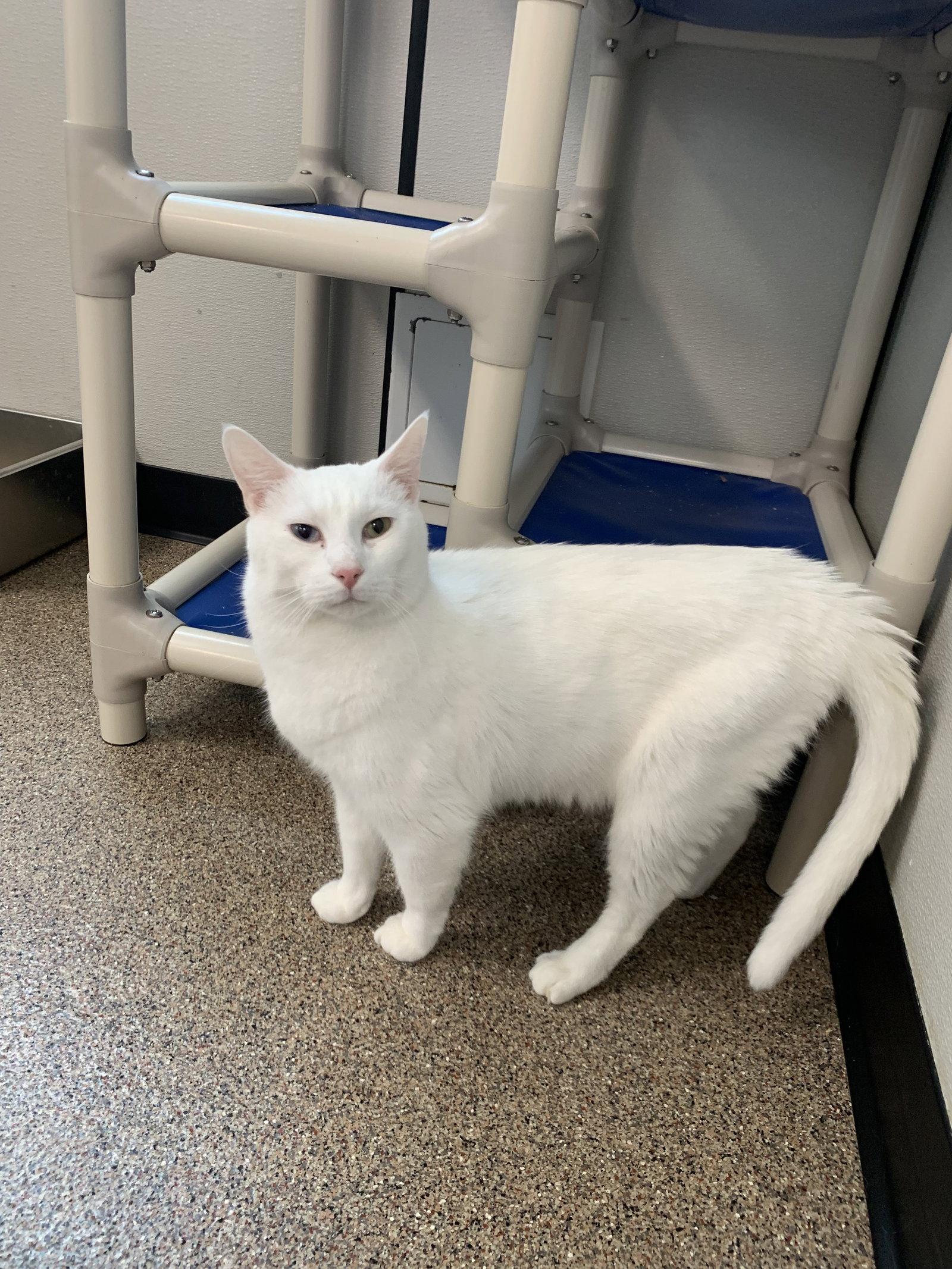 Spot, a Adoptable Domestic Short Hair in Sanford, FL image 2/3