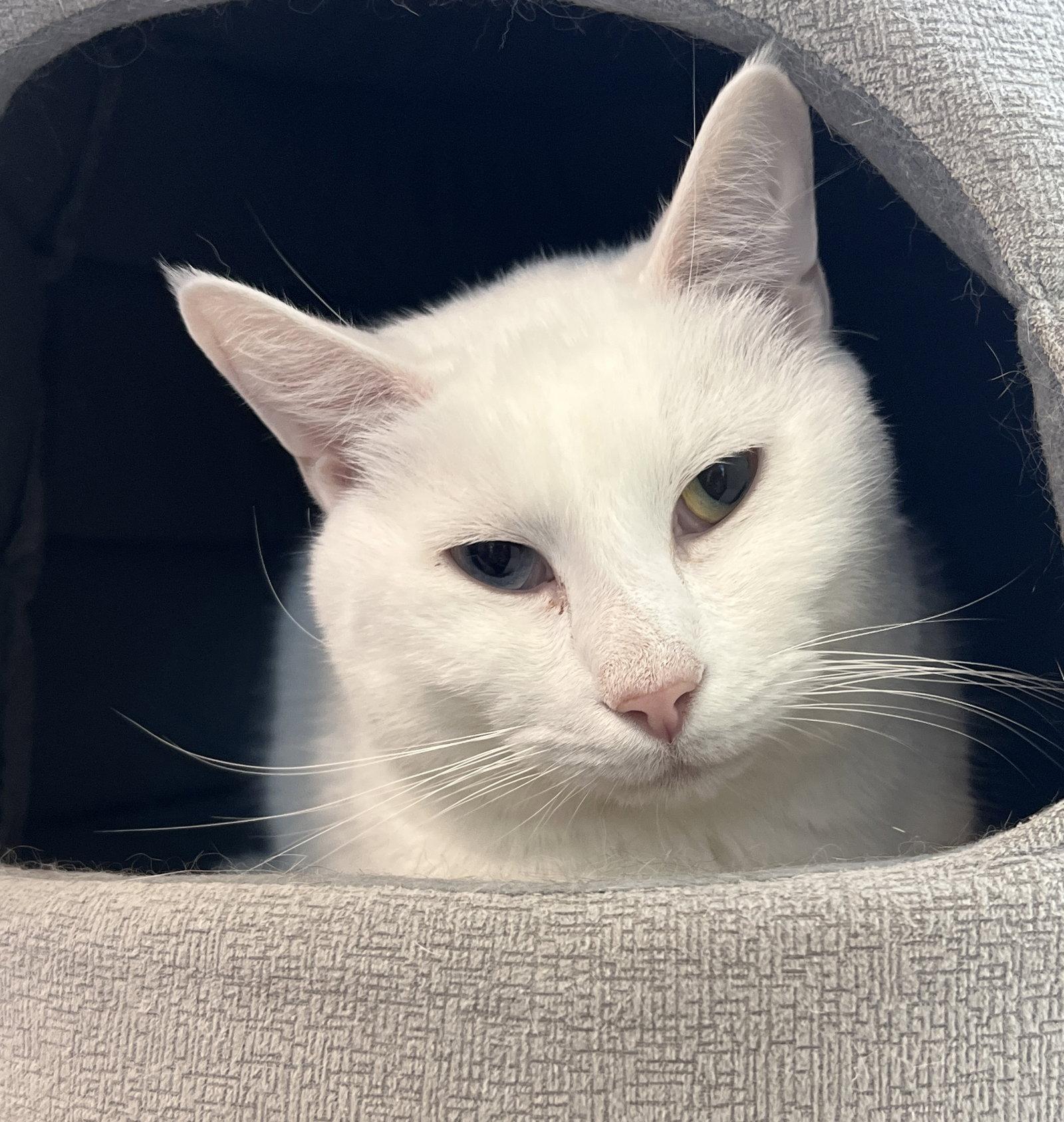 Spot, a Adoptable Domestic Short Hair in Sanford, FL image 3/3
