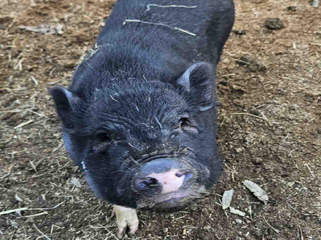 BUBBA, Adoptable, Young Male Pig.