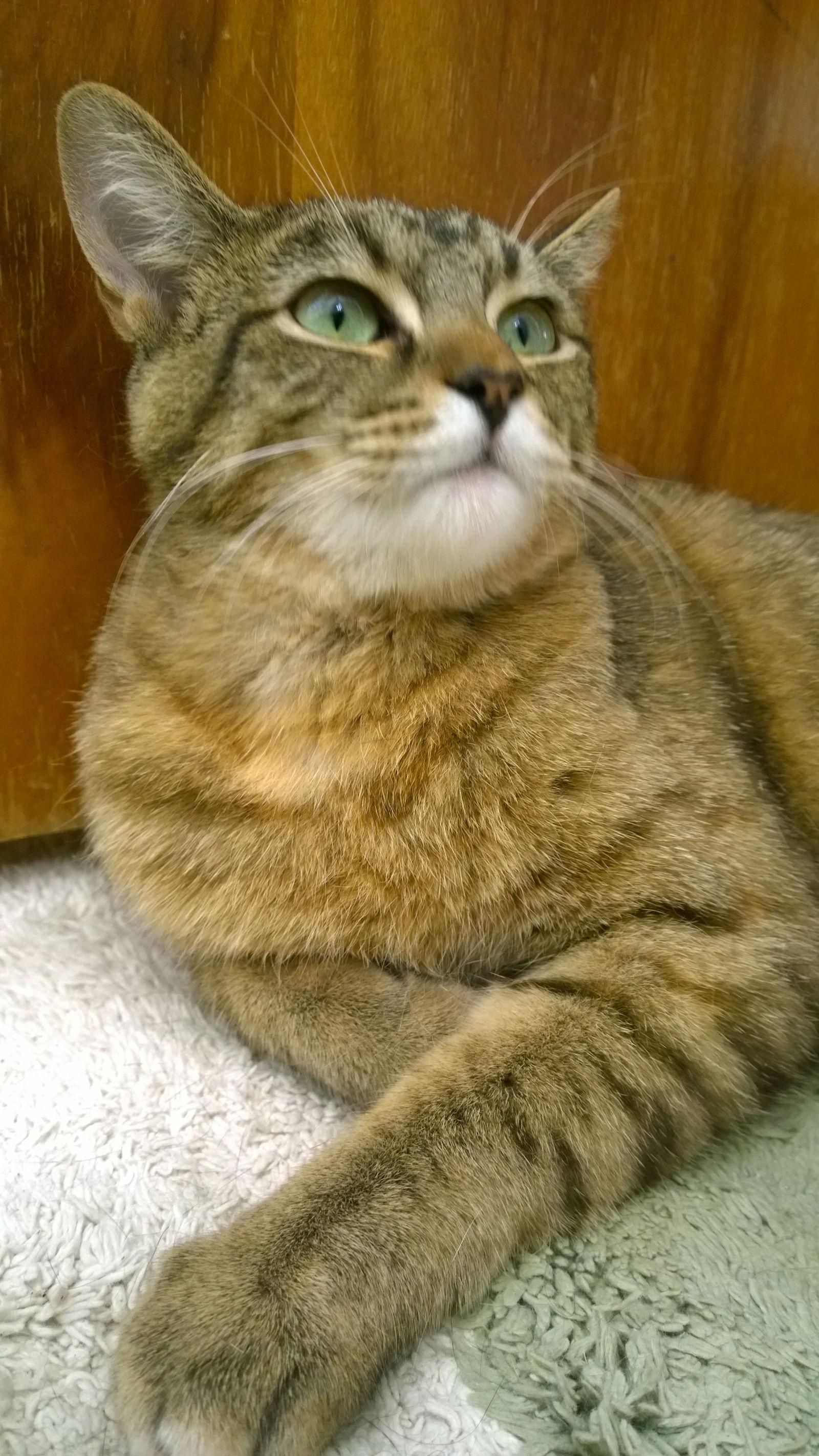 Rose — thumbnail 2