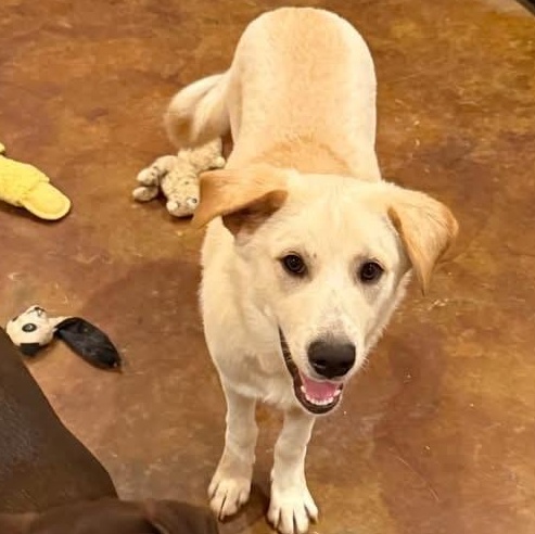 Enlarge Teddy, a Adoptable mixed breed in Williston, VT image 1/6