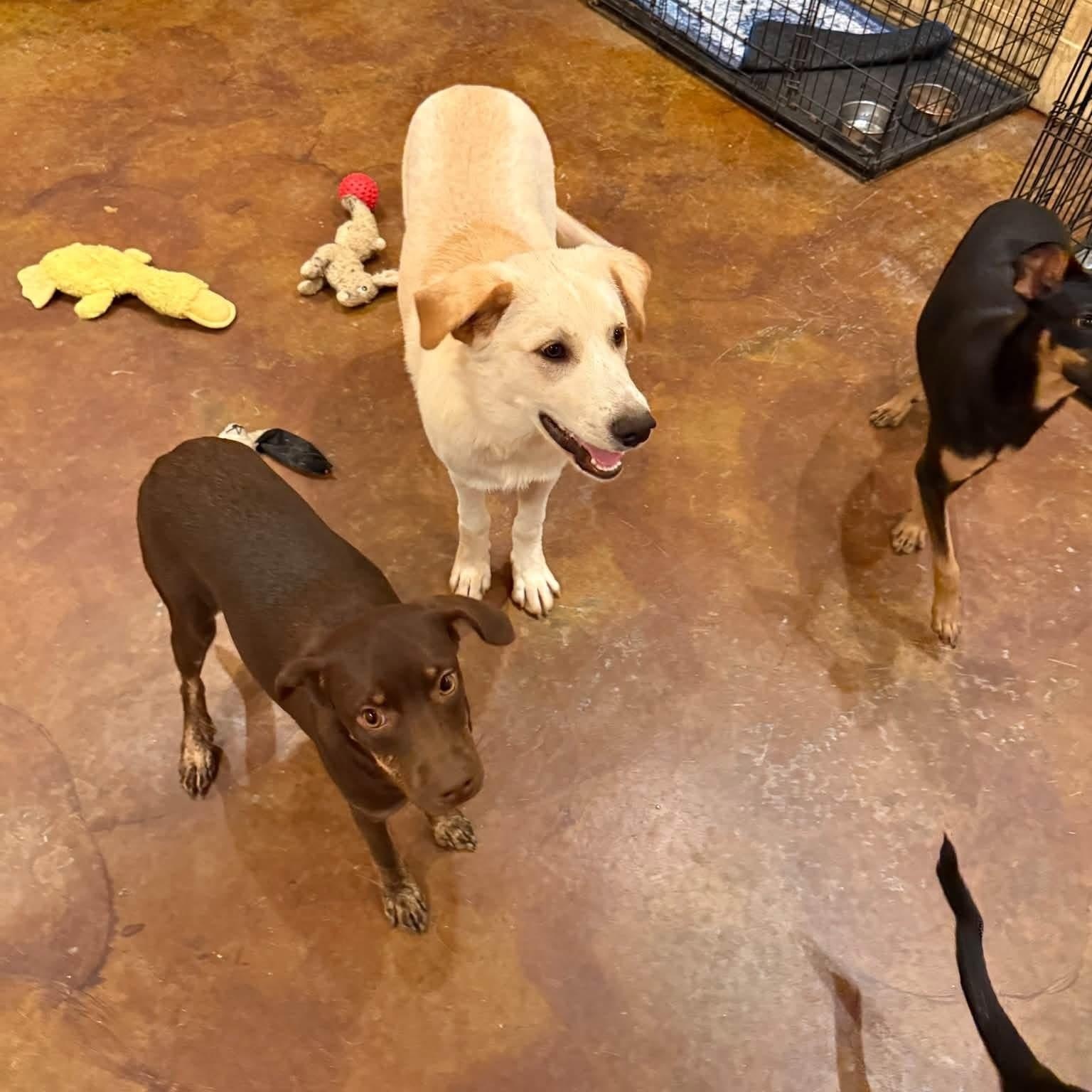 Enlarge Teddy, a Adoptable mixed breed in Williston, VT image 4/6