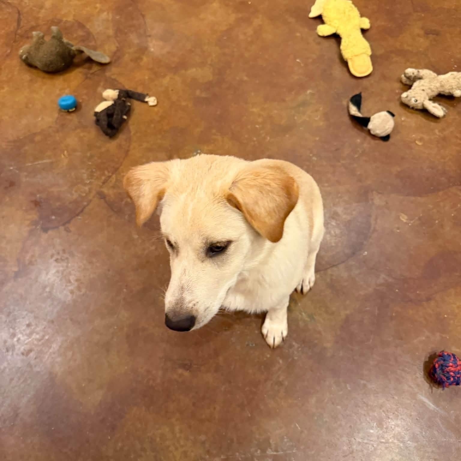 Enlarge Teddy, a Adoptable mixed breed in Williston, VT image 5/6