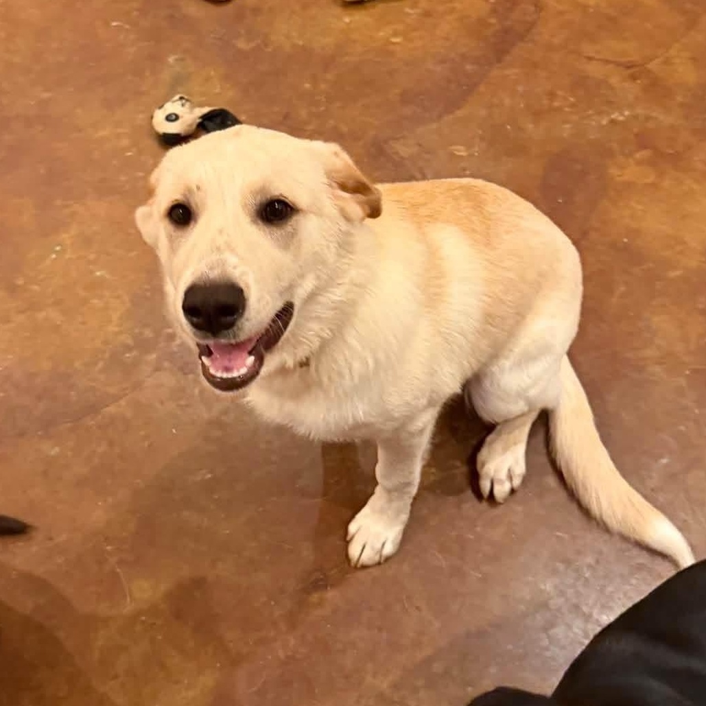 Enlarge Teddy, a Adoptable mixed breed in Williston, VT image 3/6