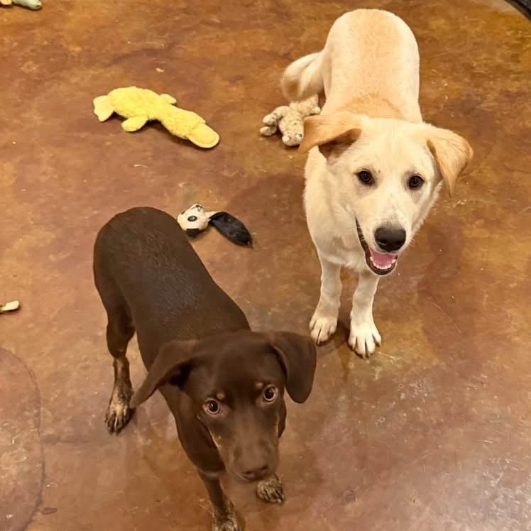 Enlarge Teddy, a Adoptable mixed breed in Williston, VT image 2/6