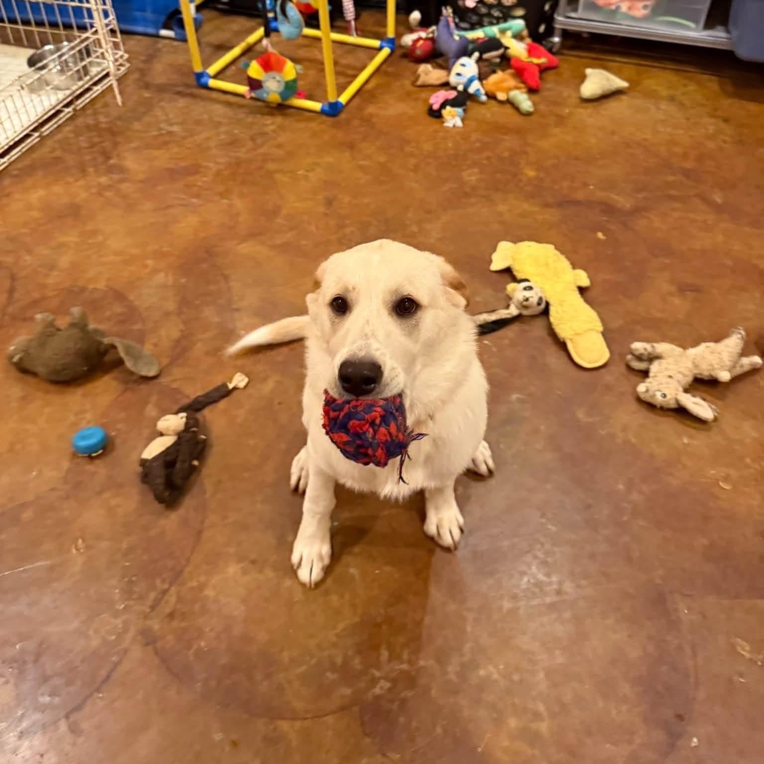 Enlarge Teddy, a Adoptable mixed breed in Williston, VT image 6/6