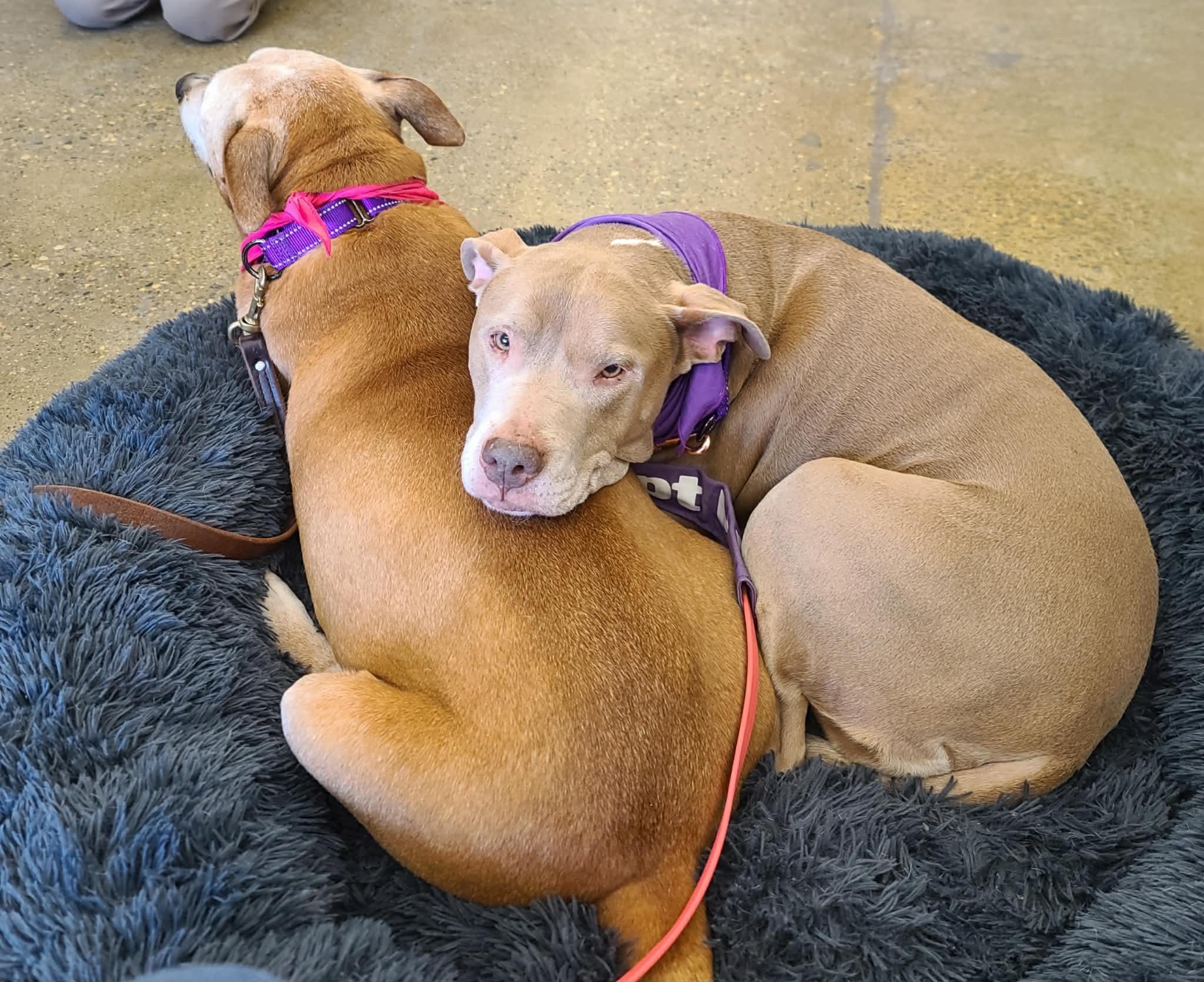Thelma & Louise (Bonded Pair), Adoptable, Senior Female Pit Bull Terrier & American Staffordshire Terrier.
