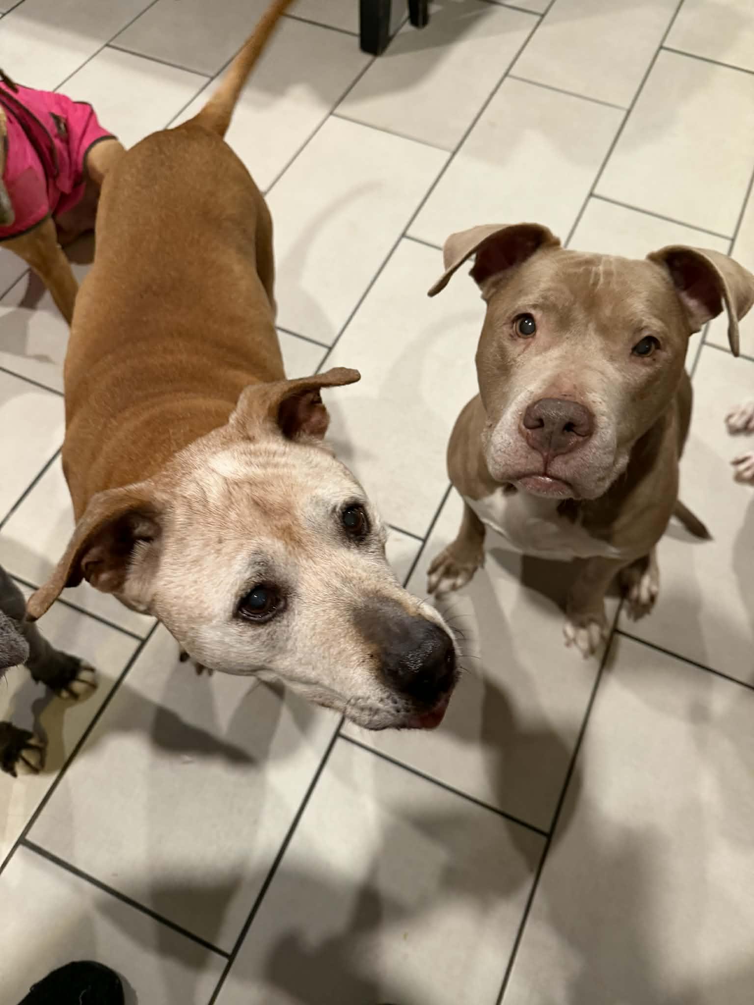 Thelma & Louise (Bonded Pair), Adoptable, Senior Female Pit Bull Terrier & American Staffordshire Terrier.