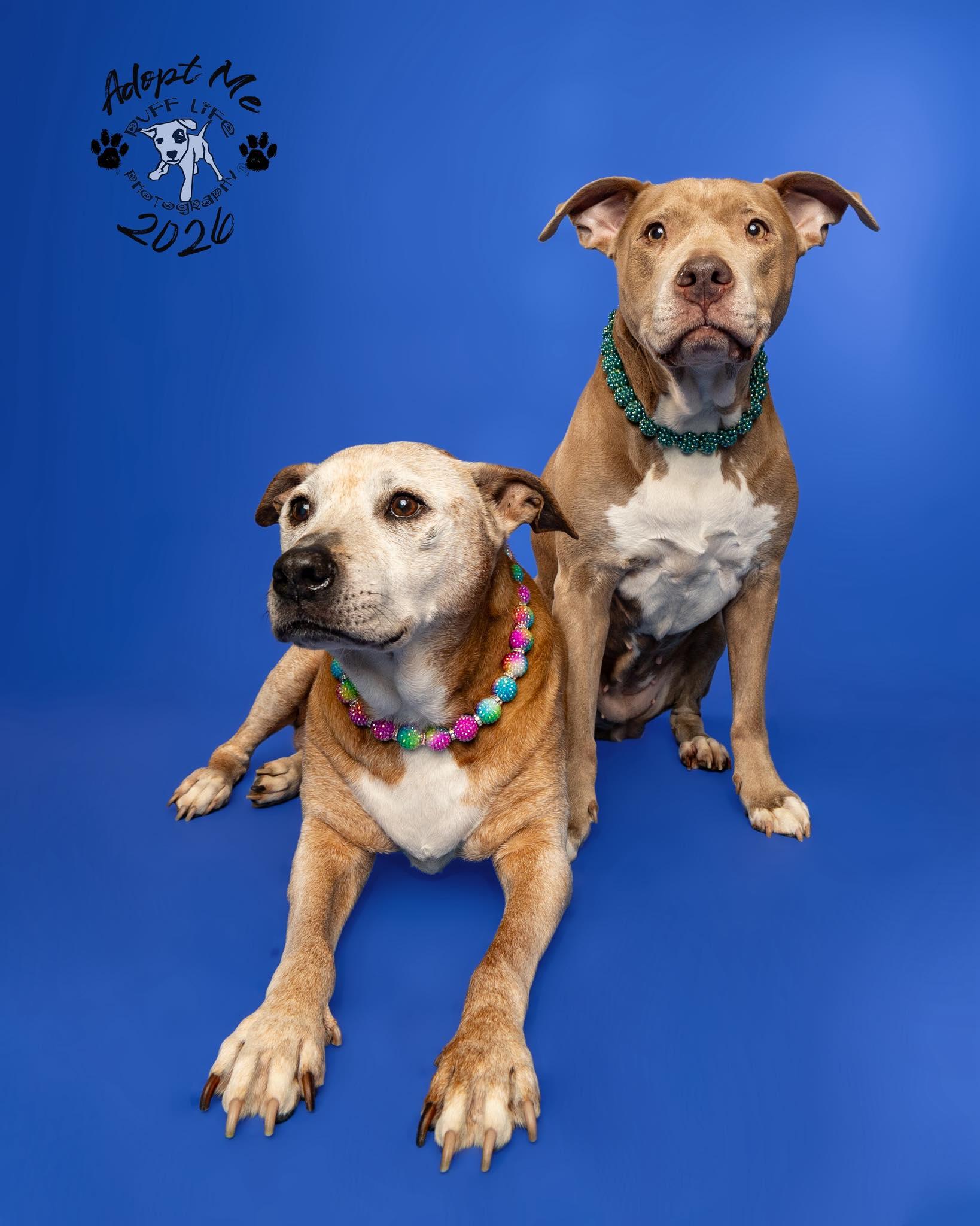 Enlarge Thelma & Louise (Bonded Pair), a Adoptable mixed breed in Troy, MI image 1/6