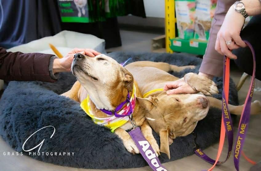 Enlarge Thelma & Louise (Bonded Pair), a Adoptable mixed breed in Troy, MI image 4/6