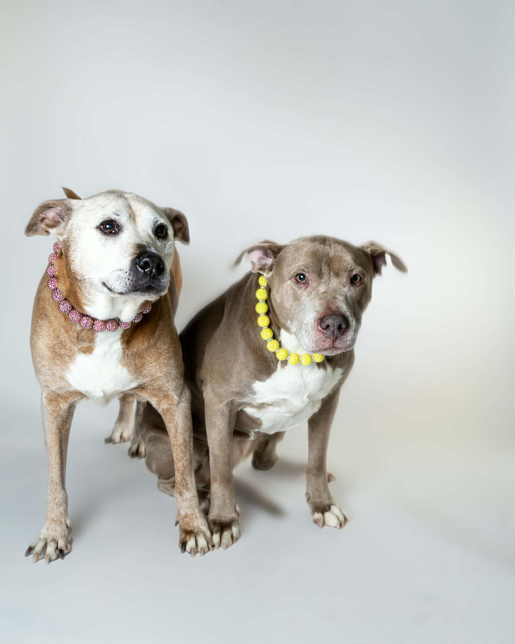 Enlarge Thelma & Louise (Bonded Pair), a Adoptable mixed breed in Troy, MI image 2/6