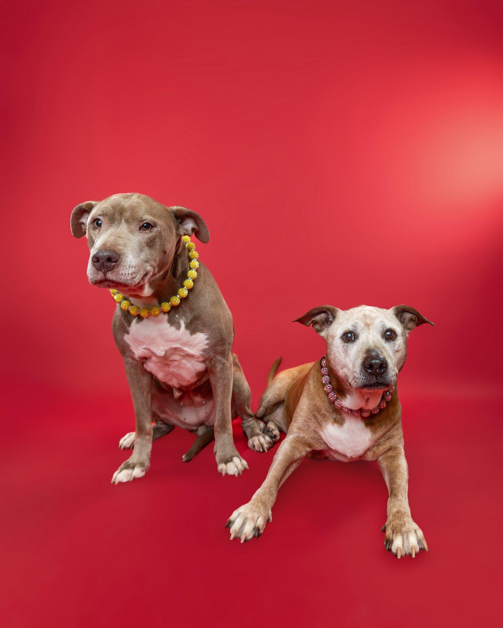 Enlarge Thelma & Louise (Bonded Pair), a Adoptable mixed breed in Troy, MI image 5/6