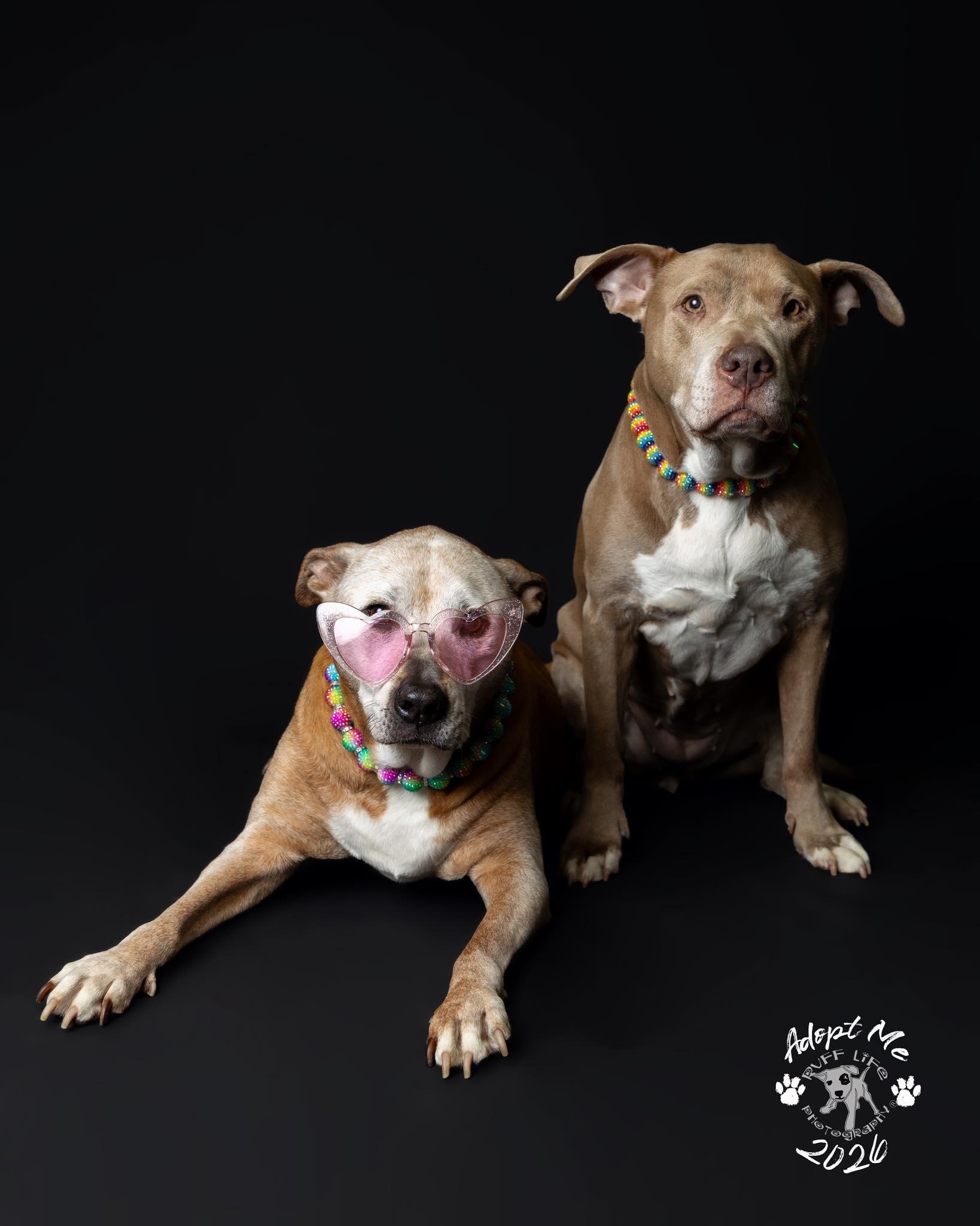 Enlarge Thelma & Louise (Bonded Pair), a Adoptable mixed breed in Troy, MI image 5/6